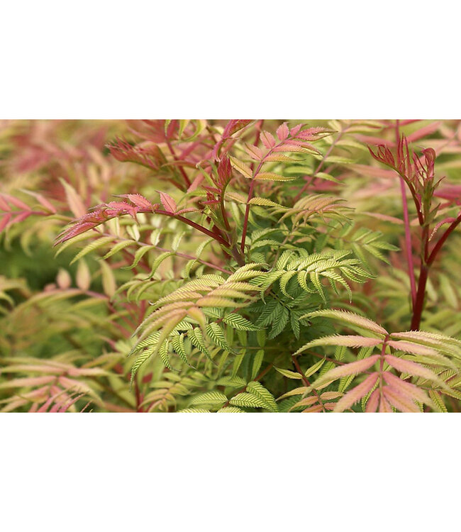 Sorbaria sorbifolia 'Sem' (Sem False Spirea) 2gal [1]
