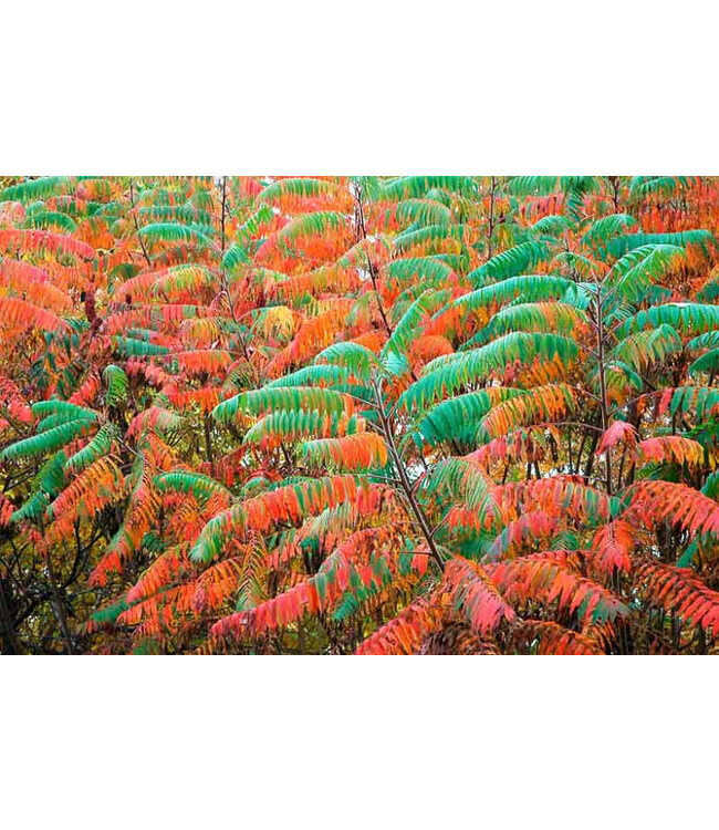 Rhus glabra (Smooth Sumac) 2gal [1]