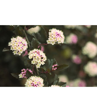 Livingstone Physocarpus opulifolius 'Seward' (Summer Wine® Ninebark) 2gal [1]