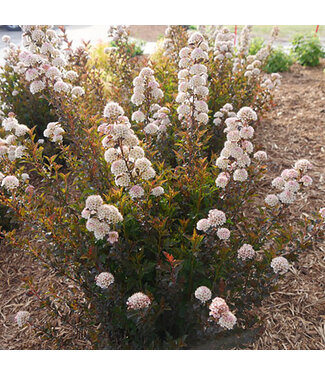 Livingstone Physocarpus opulifolius 'SMNPOTW' (Tiny Wine® Ninebark) 2gal [1]