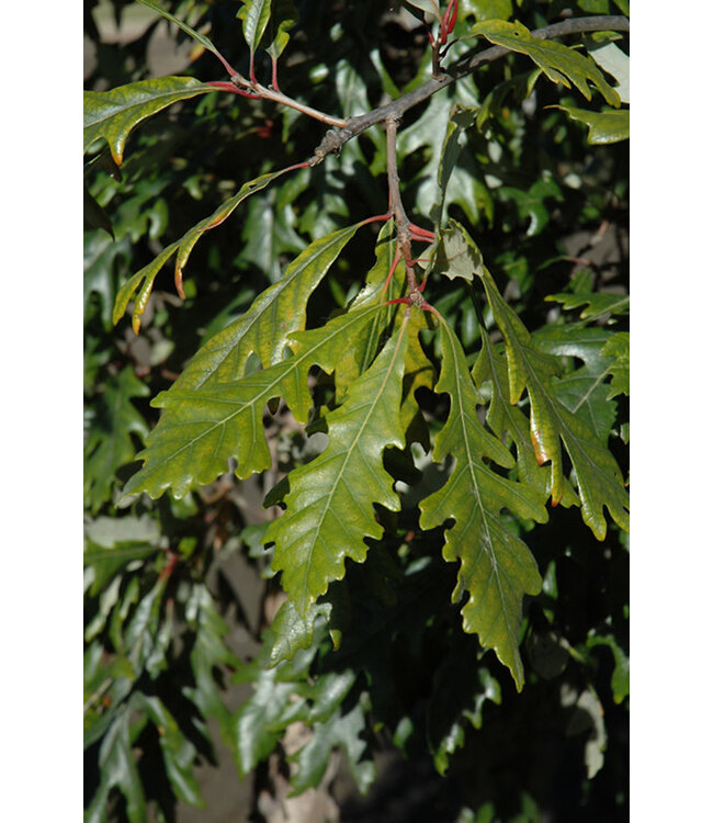 Quercus x jackiana 'Jefmir' (Admiration® Hybrid Oak) 6ft7gal [1]