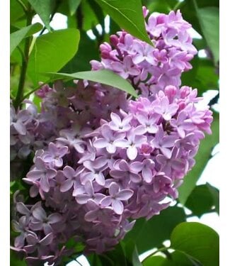 Livingstone Syringa vulgaris (Common Lilac) 2gal [1]