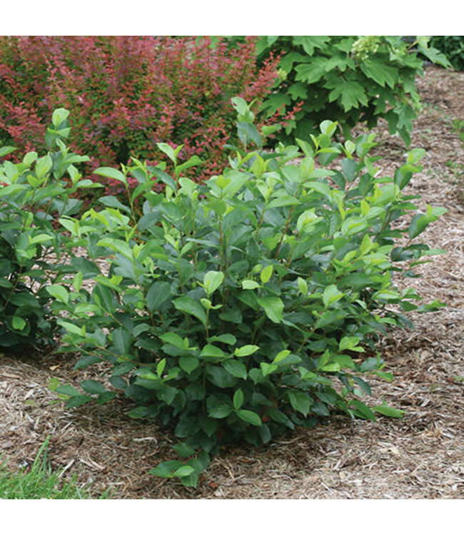 Aronia melanocarpa 'UCONNAM166' (Low Scape Hedger® Chokeberry) 2gal [1]