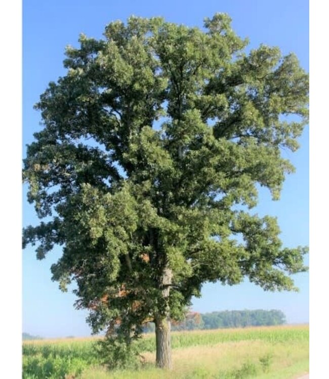 Bur Oak (Quercus macrocarpa) 7' #7 [1]