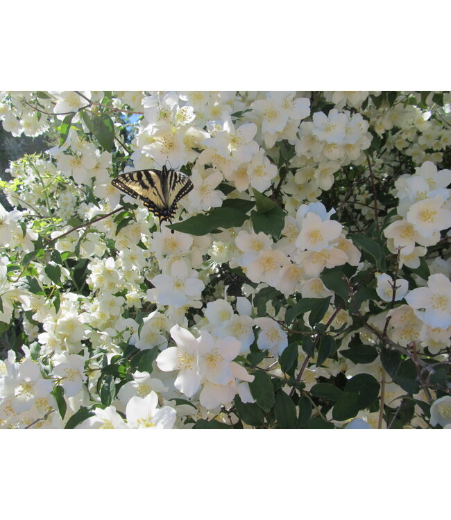 Philadelphus lewisii 'Blizzard' (Mockorange) 5gal [1]
