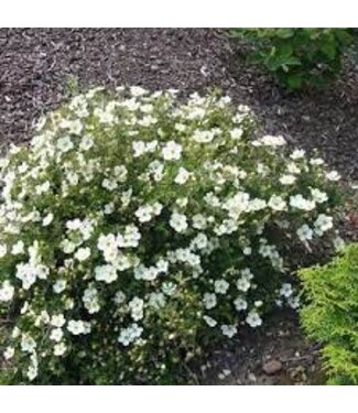 Livingstone Potentilla fruticosa 'Morden Snow'  2gal [1]