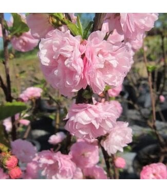 Livingstone Prunus triloba 'Multiplex' (Double Flowering Plum) 2gal [1]