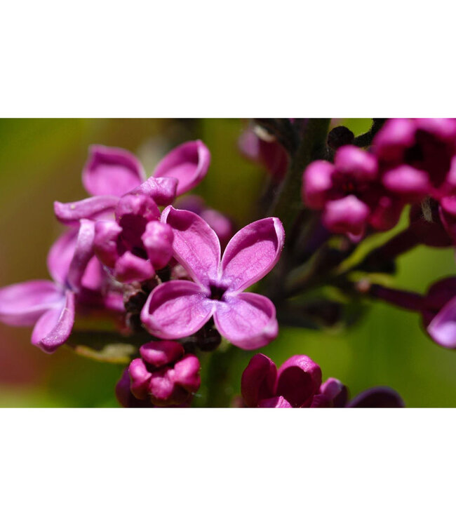 Syringa vulgaris 'Charles Joly' (Lilac) 2gal [1]