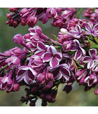 Livingstone Syringa vulgaris 'Sensation' (Lilac) 2gal [1]