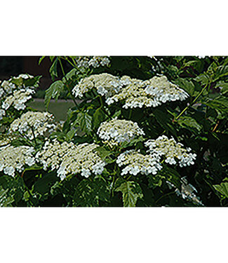 Livingstone Viburnum trilobum (Highbush Cranberry) 2gal [1]
