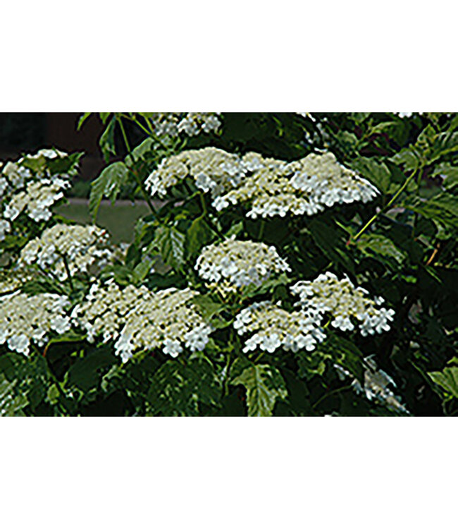 Viburnum trilobum (Highbush Cranberry) 2gal [1]