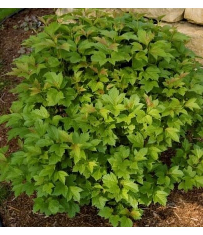 Viburnum trilobum 'Compactum' (Compact American Cranberry) 2gal [1]