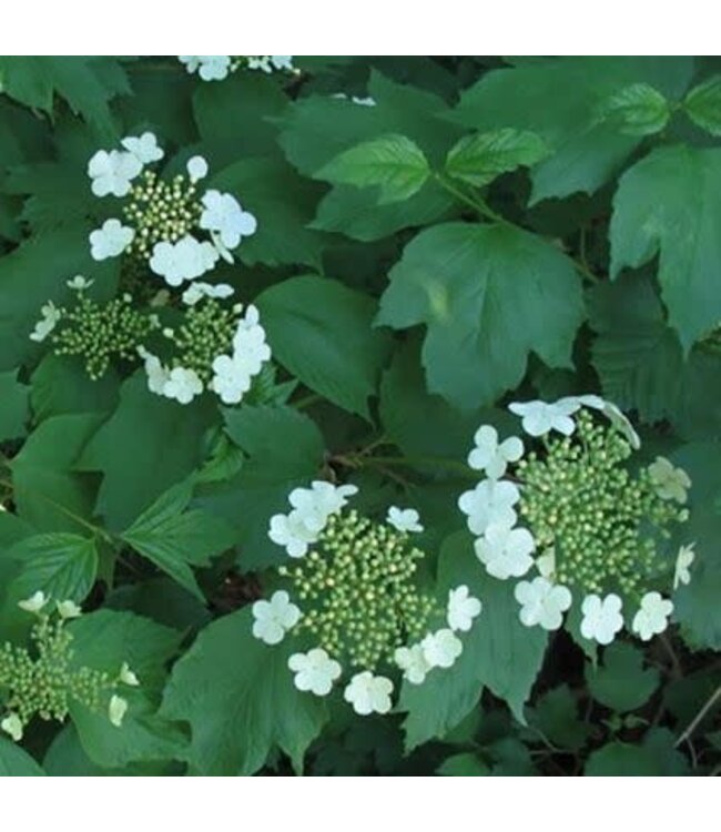 Viburnum trilobum 'Compactum' (Compact American Cranberry) 5gal [1]