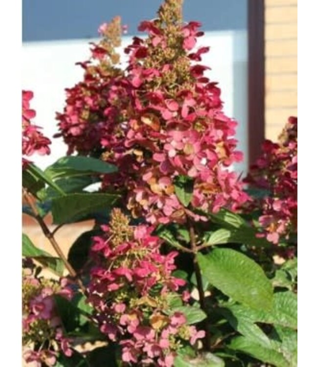 Hydrangea paniculata 'Wim's Red' (Fire & Ice) 2gal [1]