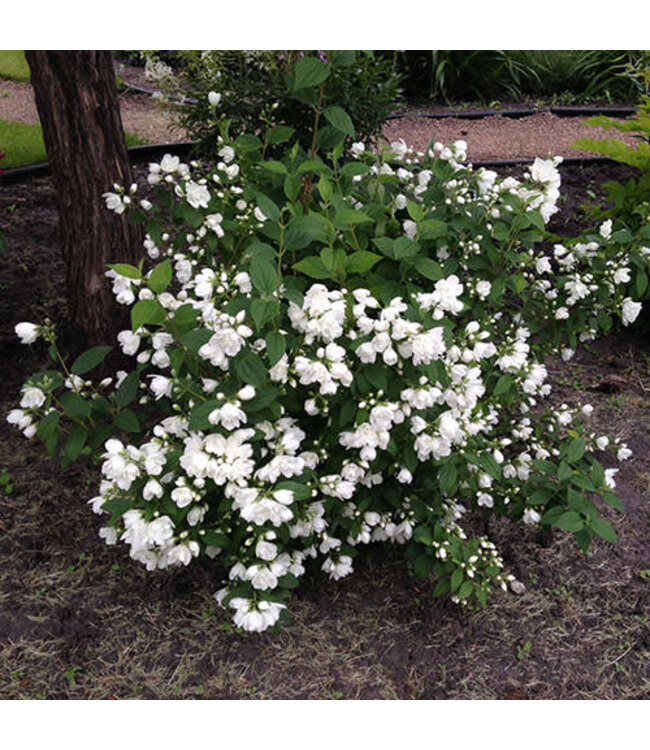 Philadelphus x 'Snowbelle' (Mockorange) 2gal [1]