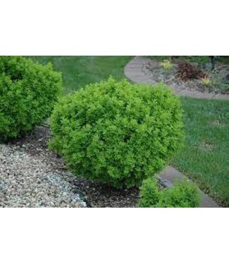 Livingstone Caragana frutex 'Globosa' (Globe ) 2gal [1]