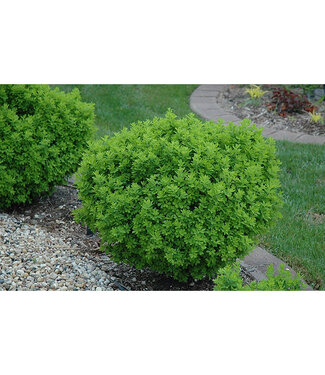 Livingstone Caragana frutex Globosa (Globe Caragana)2 gal[3]