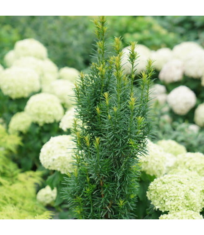 Sambucus racemosa 'SMNSRD4' (Lemony Lace® Elderberry) 2gal [1]