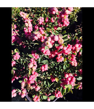 Livingstone Symphoricarpos doorenbosii 'Kolmpica' (Pinky Promise™ Snowberry) 2gal [1]