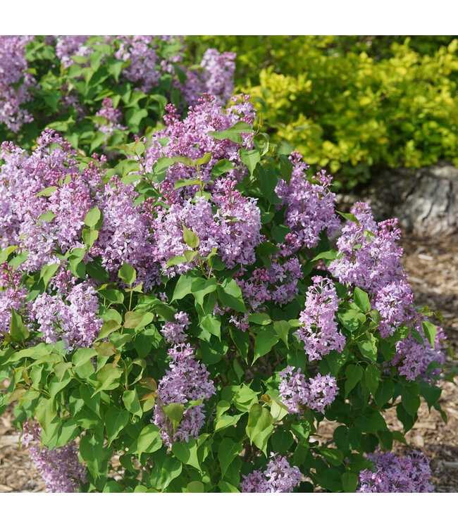 Syringa x hyacinthiflora 'SMNSHSO' (Scentara Pura®  Lilac) 2gal [1]