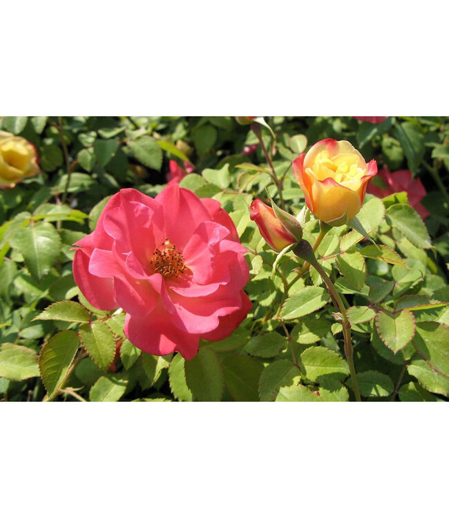 Rosa x 'CA 29' (Campfire Rose) 2gal [1]
