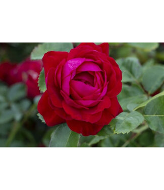 Livingstone Rosa x 'AAC576' (Canadian Shield® Rose) 1gal (GF) [1]
