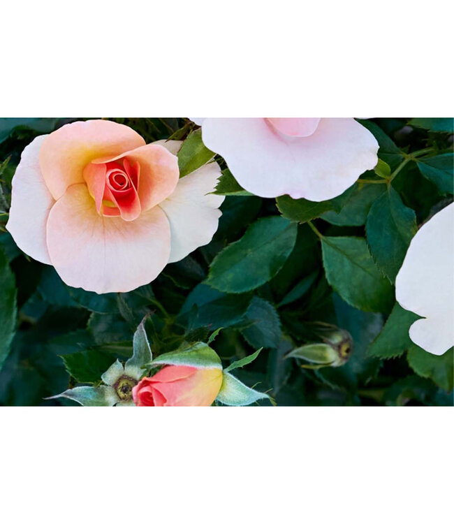 Rosa x 'VLR001' (Chinook Sunrise® Rose) 1gal (GF) [1]