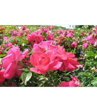 Livingstone Rosa x 'Felix Leclerc' (Rose) 1gal (GF) [1]