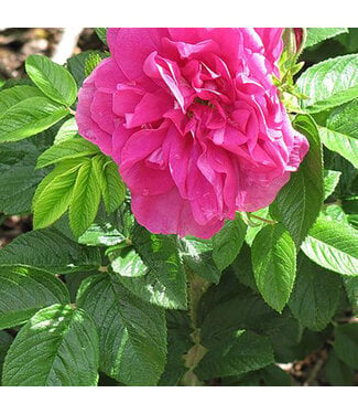Livingstone Rosa rugosa 'Hansa' (Rose) 2gal [1]