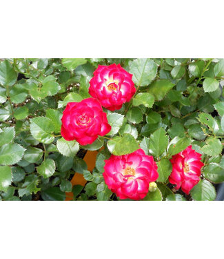 Livingstone Rosa x 'Never Alone' (Rose) 1gal (GF) [1]