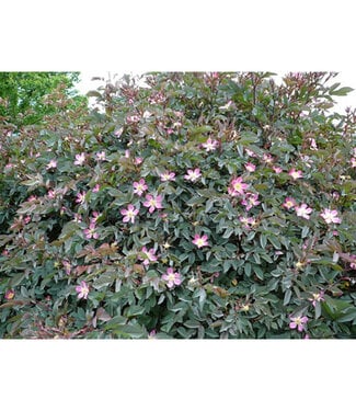 Livingstone Rosa glauca (Redleaf Rose) 2gal [1]