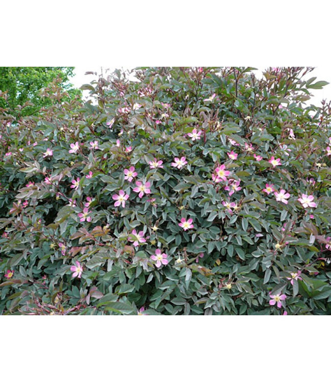 Rosa glauca (Redleaf Rose) 2gal [1]