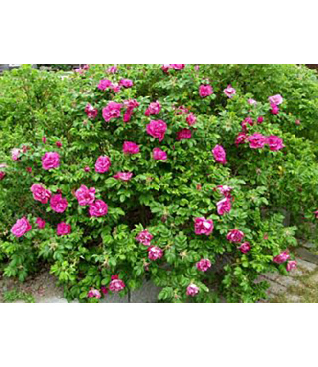 Rosa x 'Scarlet Pavement' (Rose) 2gal [1]