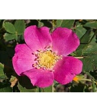 Livingstone Wild (Woods) Rose (Rosa woodsii) 1gal [10]
