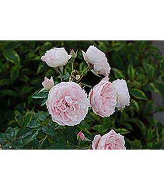 Livingstone Rosa x 'Morden Blush' (Rose) 1gal (GF) [1]
