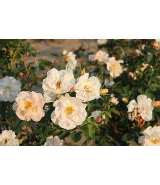 Livingstone Rosa x 'ZLEEltonStrack' (Rose (Climbing)) 2gal [1]