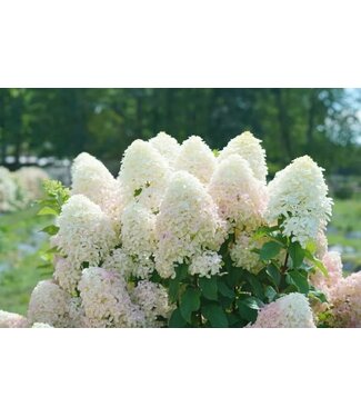 Livingstone Hydrangea paniculata 'Bulk' Treeform (Quick Fire®) 5gal [1]