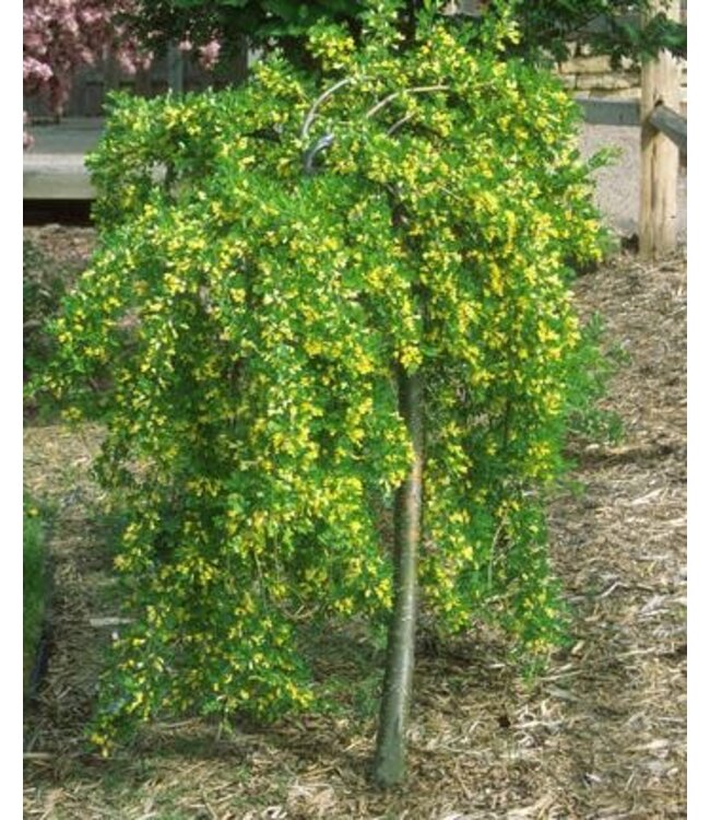 Caragana arborescens 'Pendula' Topgraft (Weeping Topgraft) 7gal [1]