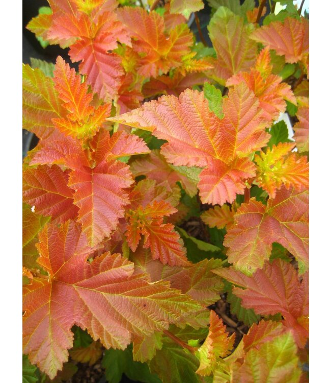 Physocarpus opulifolius 'Jefam' Treeform (Amber Jubilee® Ninebark Treeform) 5gal [1]