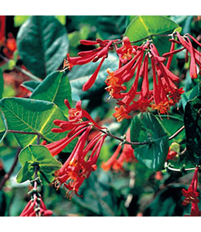 Lonicera x brownii 'Scarlet Trumpet' (Dropmore Honeysuckle) 2gal [1]