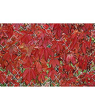 Livingstone Parthenocissus quinquefolia 'Englemannii' (Engleman Ivy) 1gal [1]