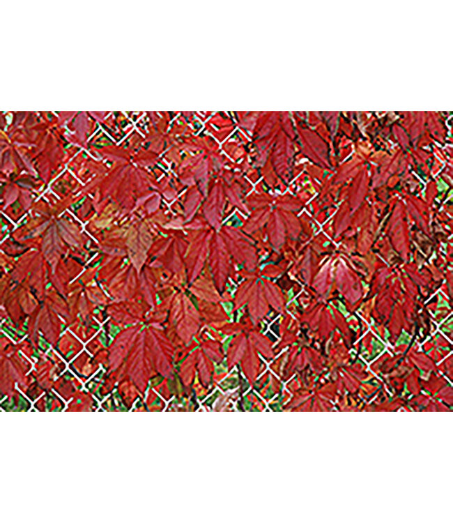 Parthenocissus quinquefolia 'Englemannii' (Engleman Ivy) 1gal [1]