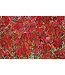 Parthenocissus quinquefolia 'Englemannii' (Engleman Ivy) 2gal [1]