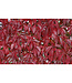 Parthenocissus quinquefolia 'Englemannii' (Engleman Ivy) 2gal [1]