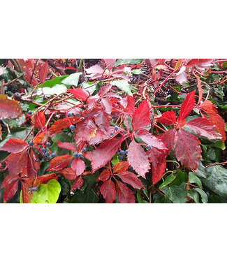 Livingstone Parthenocissus quinquefolia (Virginia Creeper) 2gal [1]