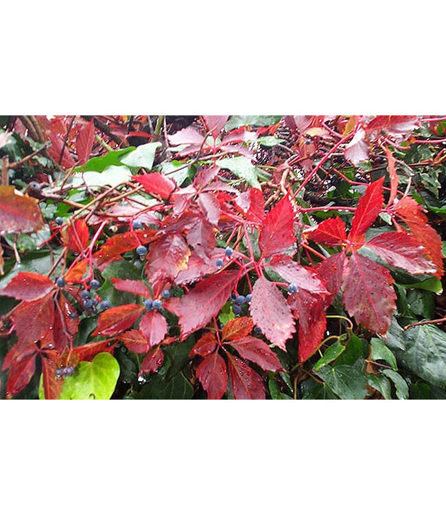 Parthenocissus quinquefolia (Virginia Creeper) 2gal [1]