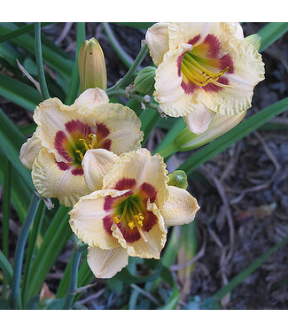 Livingstone Hemerocallis 'Canadian Border Patrol' (Daylily) 1gal [1]