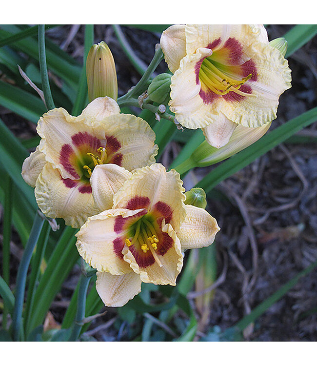 Hemerocallis 'Canadian Border Patrol' (Daylily) 1gal [1]