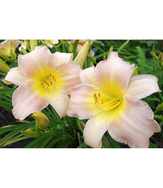 Livingstone Hemerocallis 'Catherine Woodbury' (Daylily) 1gal [1]