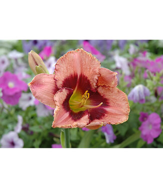 Livingstone Hemerocallis 'Daring Deception' (Daylily) 1gal [1]